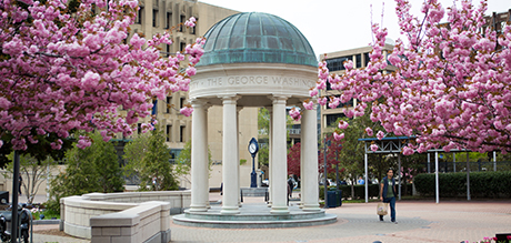 Blossoming cherry blossom trees located in Kogan Plaza